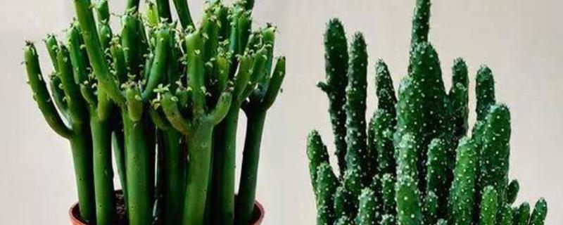 光棍树如何繁殖，直接扦插繁殖