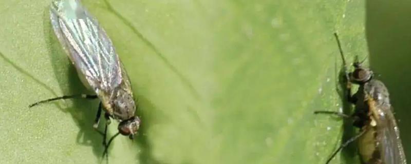菠菜潜叶蝇防治方法，及时预防和早防治为好