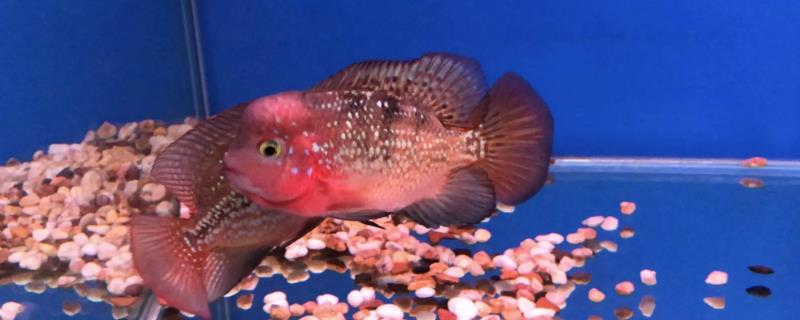 罗汉鱼能否和锦鲤一起养，混养会影响锦鲤的发育