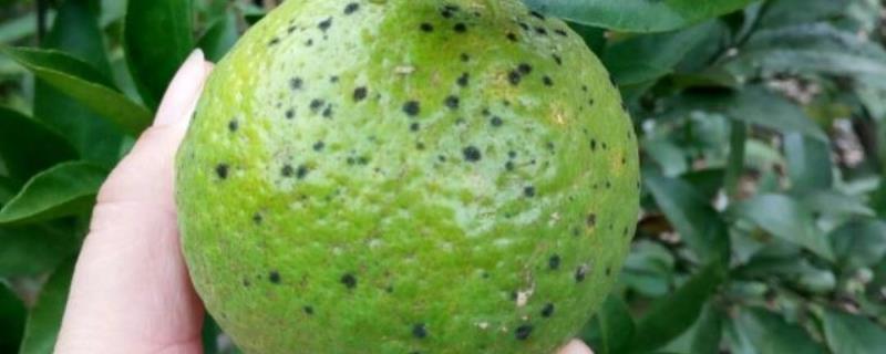 柑桔黑点病防治办法，可化学防治也可物理防治