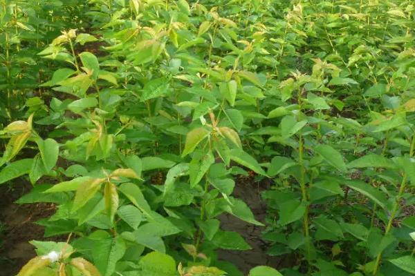 网上买的樱桃苗能结果吗?靠谱吗?怎么上盆?