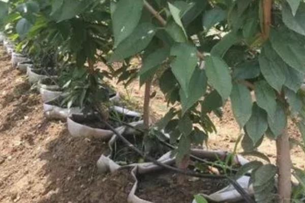 网上买的樱桃苗能结果吗?靠谱吗?怎么上盆?