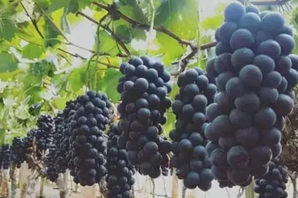 夏黑葡萄膨大最佳方案,附膨大剂专用配方(什么时候打)