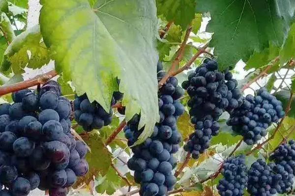 夏黑葡萄膨大最佳方案,附膨大剂专用配方(什么时候打)