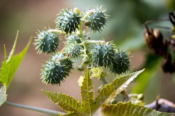 蓖麻100亩地赚多少,蓖麻种植前景及收益