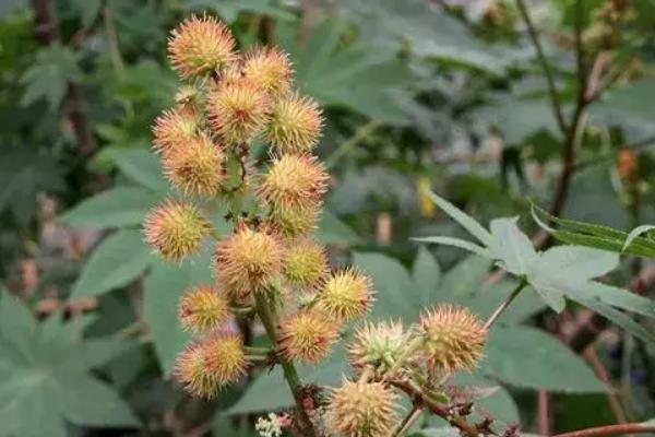 蓖麻100亩地赚多少,蓖麻种植前景及收益