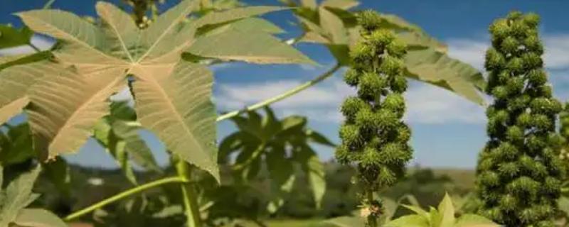 蓖麻100亩地赚多少，蓖麻种植前景及收益