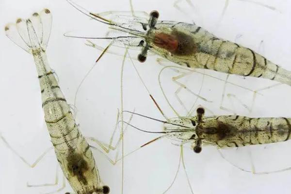 淡水虾养殖一亩利润多少