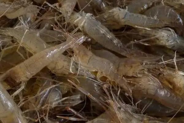 淡水虾养殖一亩利润多少