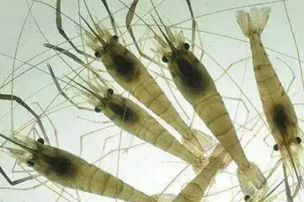 淡水虾养殖一亩利润多少