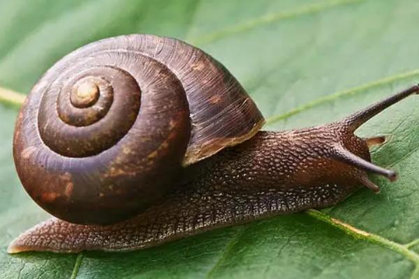 养5000蜗牛一年利润多少