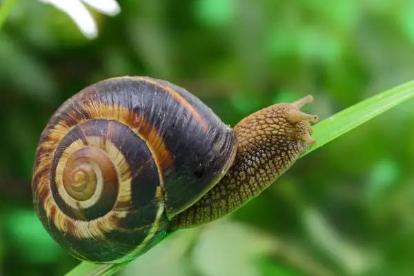 养5000蜗牛一年利润多少