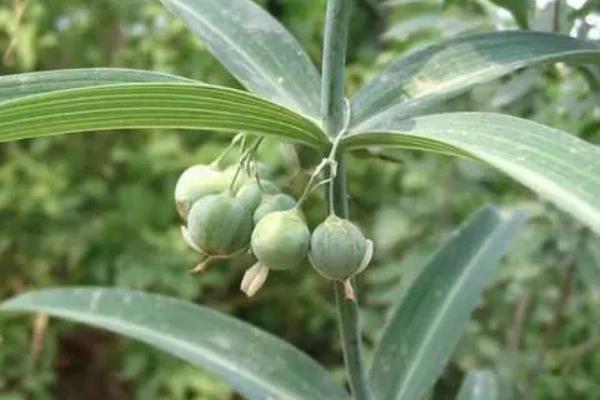 药材黄精的种植和效益