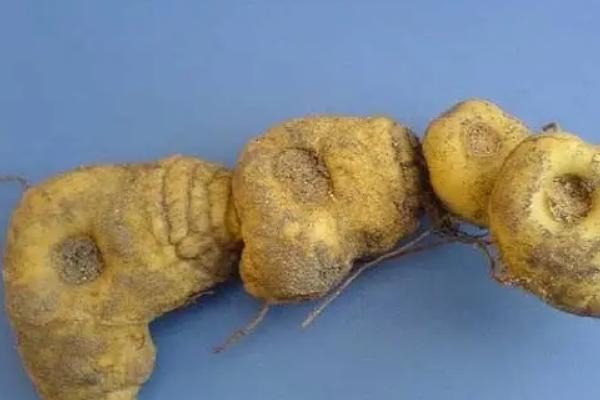 药材黄精的种植和效益