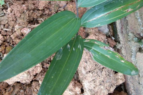 药材黄精的种植和效益