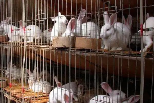 养殖兔子利润多少