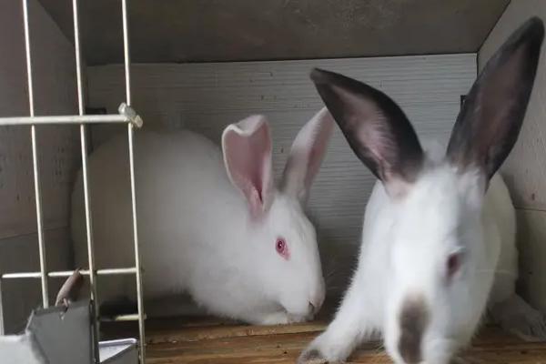 养殖兔子利润多少