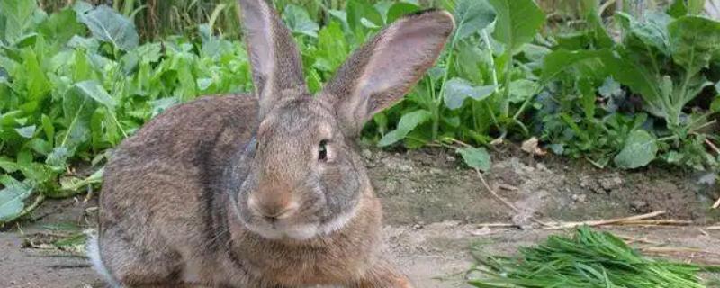 养殖兔子利润多少，附养殖方法