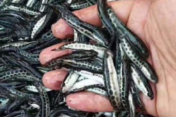 一亩黑鱼养殖成本