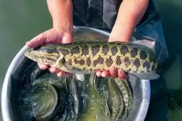 一亩黑鱼养殖成本