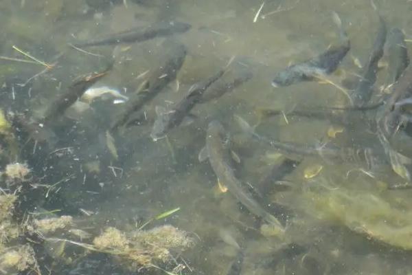 一亩黑鱼养殖成本