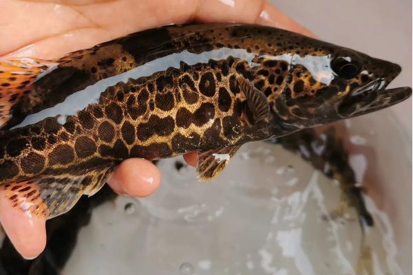 桂鱼养殖条件和成本