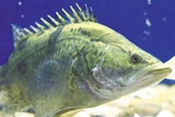 桂鱼养殖条件和成本