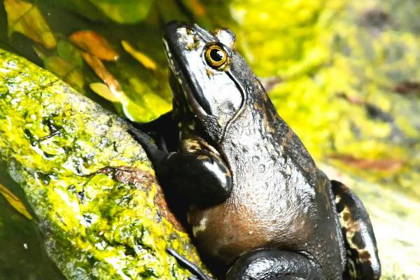 养殖牛蛙一亩需要投资多少