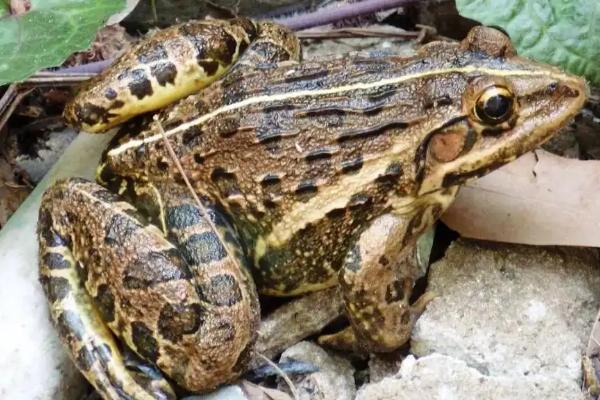 养殖牛蛙一亩需要投资多少