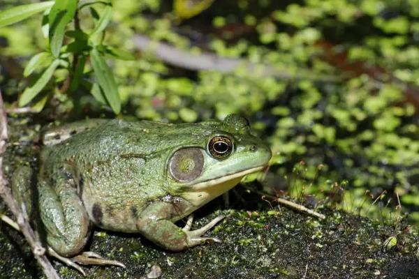 养殖牛蛙一亩需要投资多少