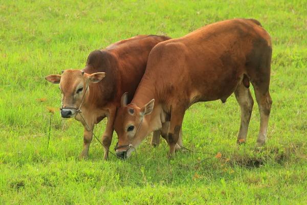 养50头牛一年利润多少