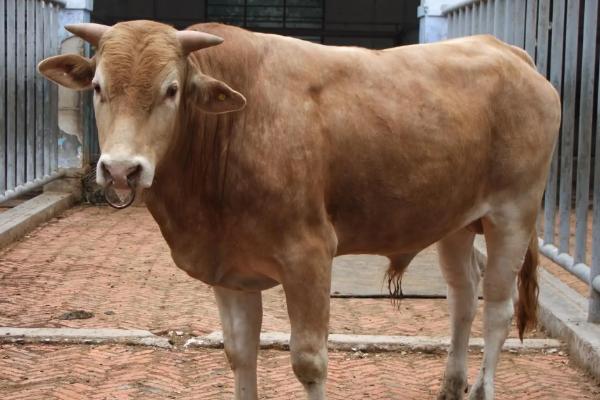 养50头牛一年利润多少