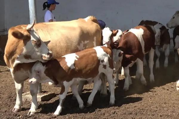 养50头牛一年利润多少