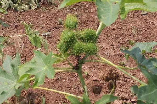 种蓖麻一亩地纯收入