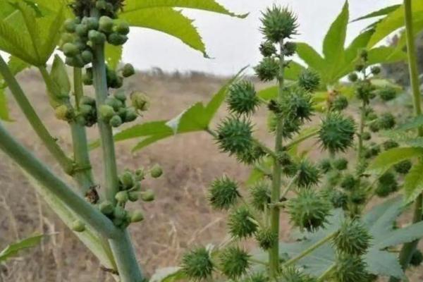 种蓖麻一亩地纯收入