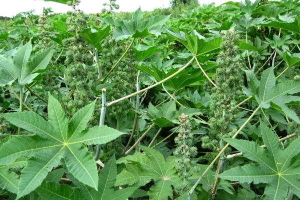 种蓖麻一亩地纯收入