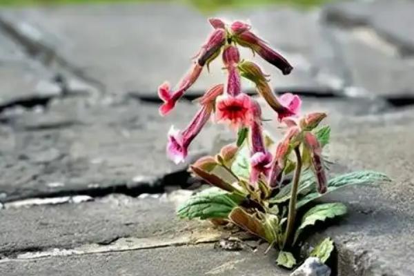 种植地黄一亩利润多少,成本是多少