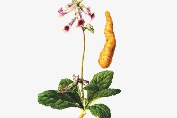 种植地黄一亩利润多少,成本是多少