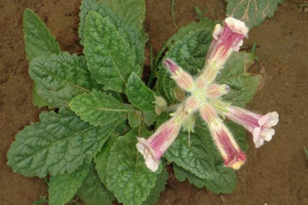 种植地黄一亩利润多少,成本是多少