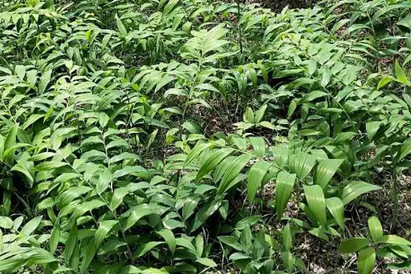 种植黄精一亩需要多少成本，利润是多少