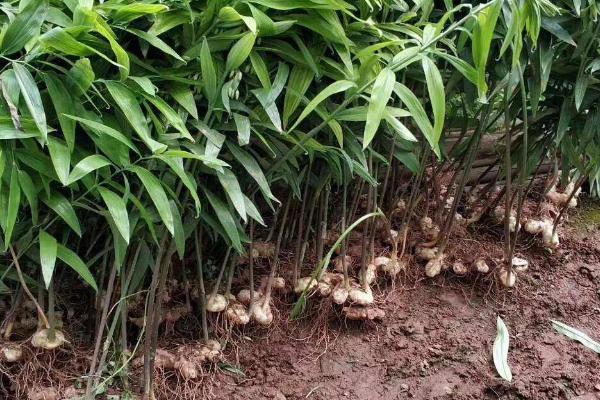 种植黄精一亩需要多少成本，利润是多少