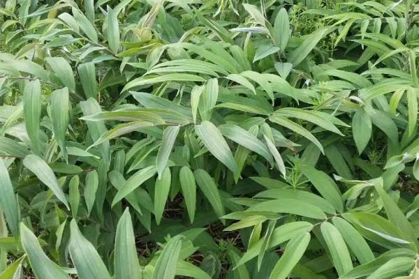 种植黄精一亩需要多少成本，利润是多少