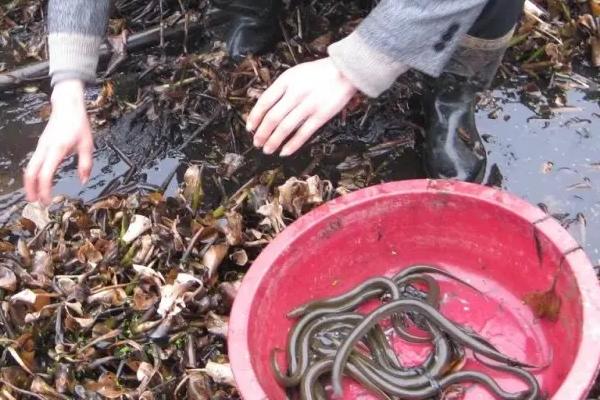 农村黄鳝养殖效益分析