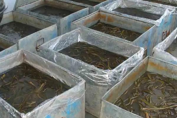 农村黄鳝养殖效益分析