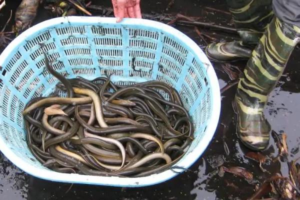 农村黄鳝养殖效益分析