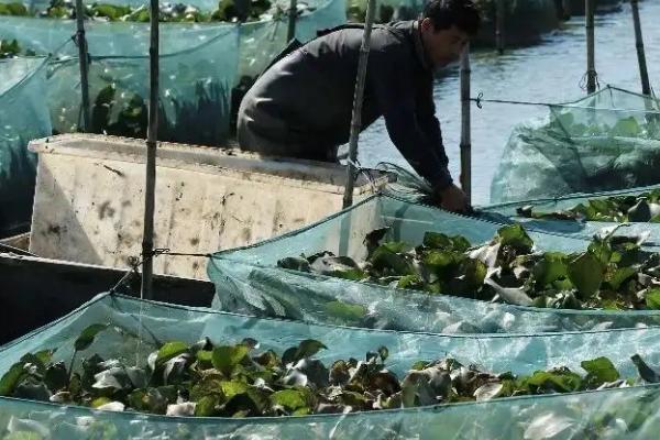 农村黄鳝养殖效益分析