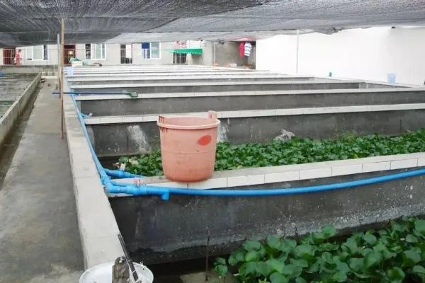 农村黄鳝养殖效益分析