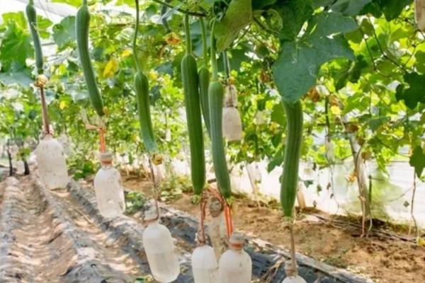 丝瓜一亩利润是多少