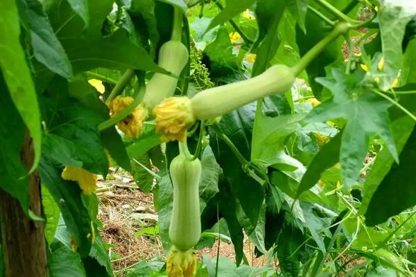 丝瓜一亩利润是多少