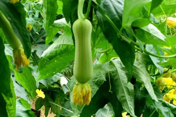 丝瓜一亩利润是多少